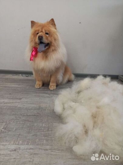 Стрижка кошек и собак