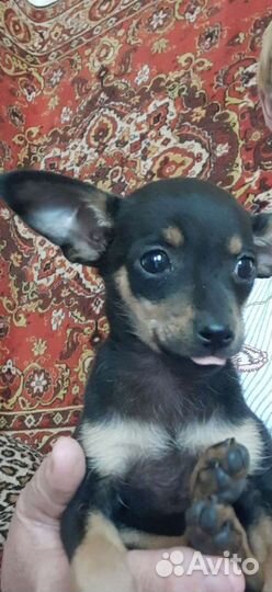 Той-терьер мальчик