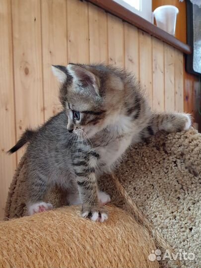 Котята в добрые руки метис британца