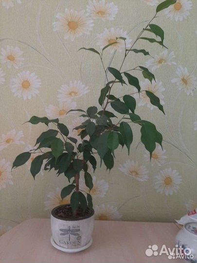 Фикус бенджамина зелёный