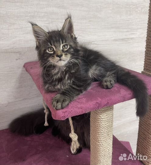 Котята Мейн-Кун