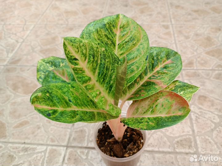 Аглаонемы тайские сортовые, 3