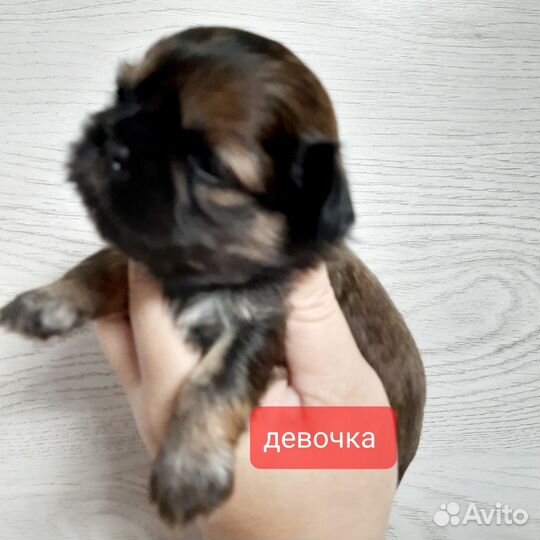 Малыши Ши-тцу