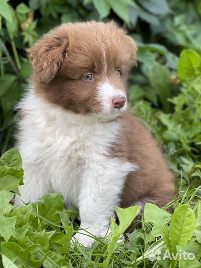 Бордер колли щенки