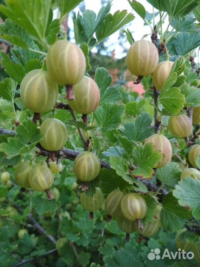 Малина, смородина, крыжовник, ирга, вишня, сирень