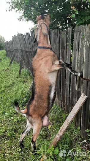 Дойные нубийские козы