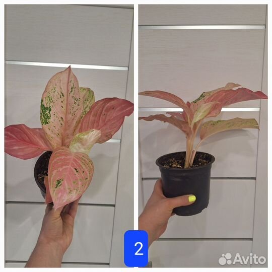 Аглаонема Бидадари