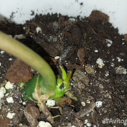 Филодендроны