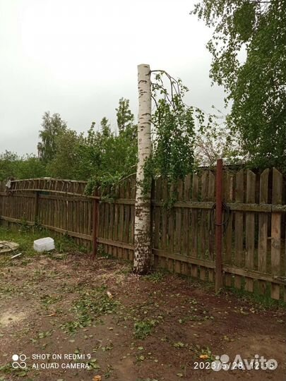 Спил деревьев