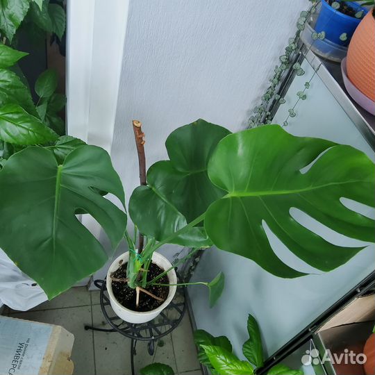 Монстера комнатное растение