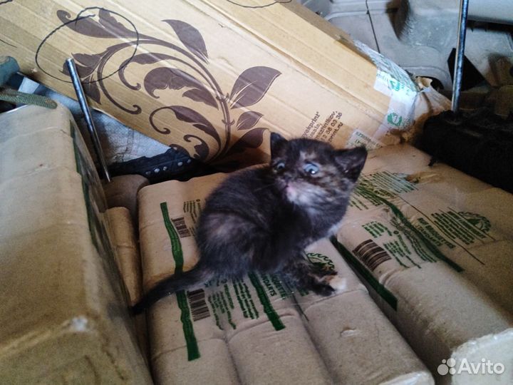 Домашние животные котята