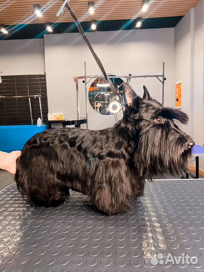 Модели для груминга шпиц, йорк