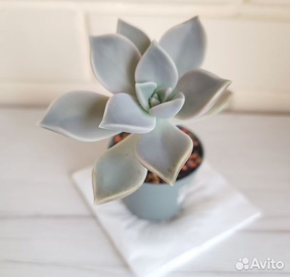 Суккуленты-2