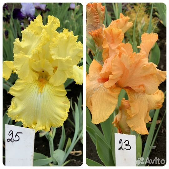 Ирисы бородатые сортовые деленки