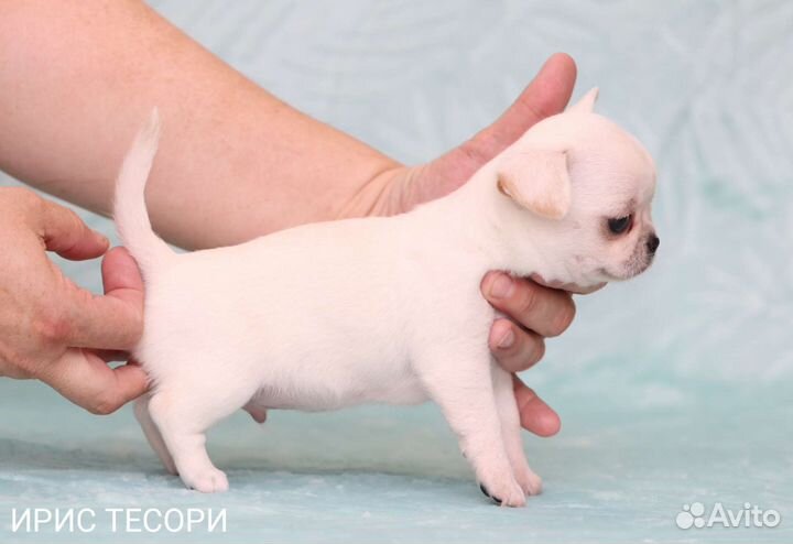 Чихуахуа мини пупсики