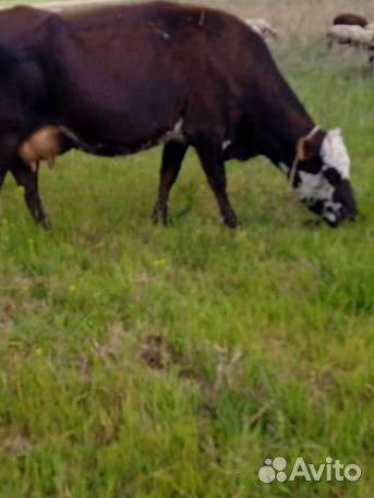 Коровы и телки продаю или меняю на авто