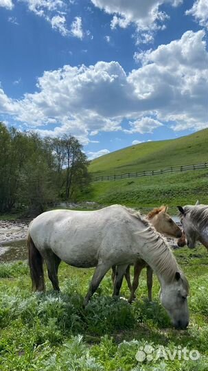Продам кобыл с жеребенком
