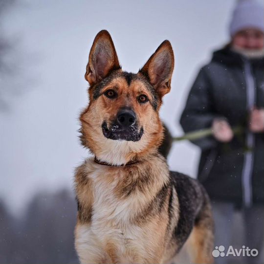 Джес ищет дом