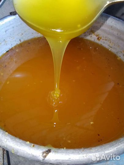 Мед подсолнух