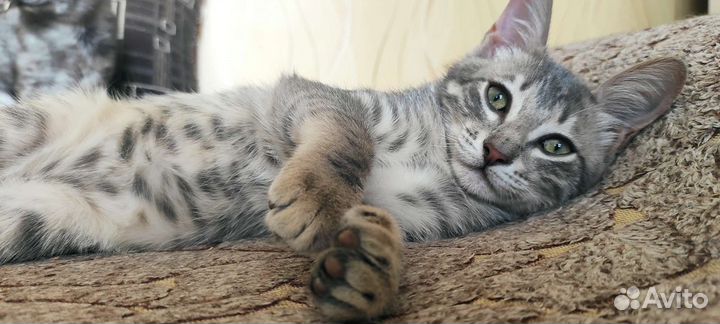 Котенок девочка 6 мес, привезу