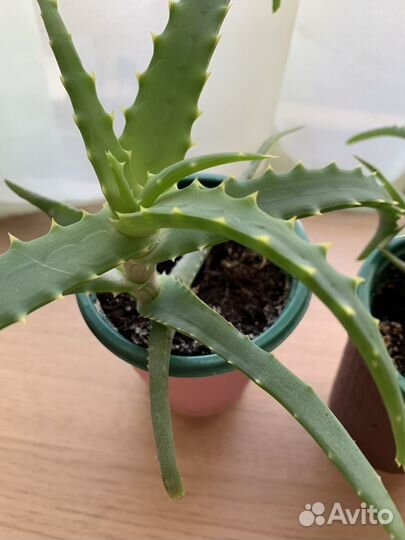 Алоэ вера столетник лечебный