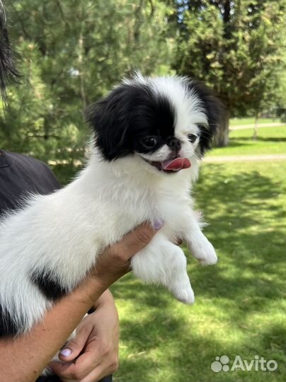 Японский хин