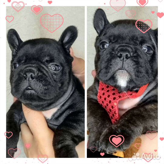 Французский бульдог щенки