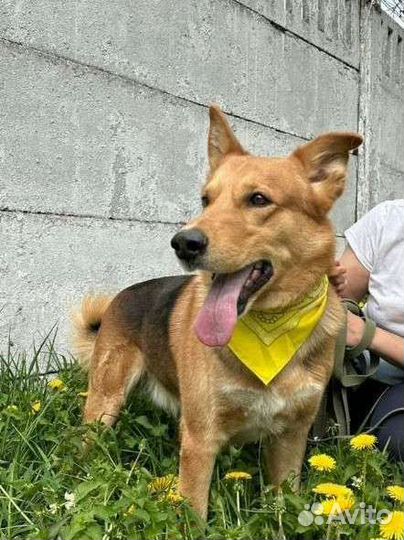 Пёс попал в приют