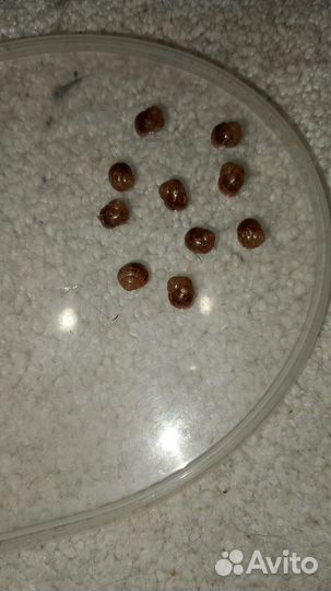 Улитки ахатины