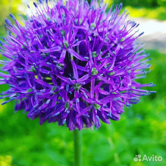 Декоративный чеснок