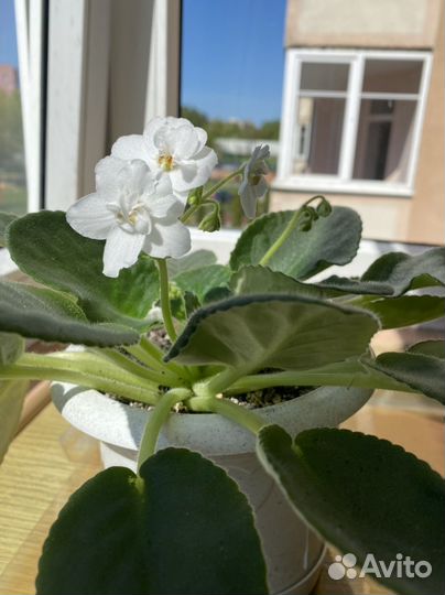 Фиалки сенполии