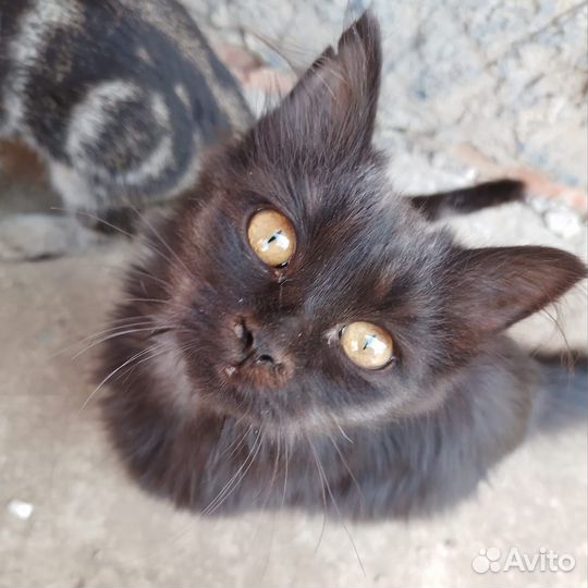 Отдам в добрые руки