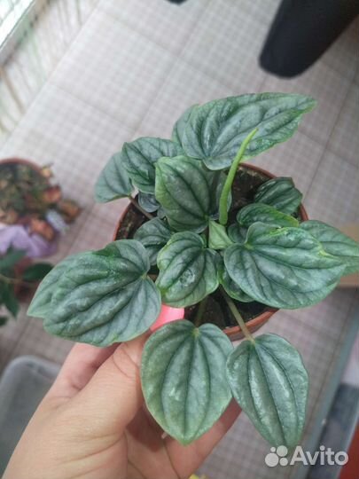 Пеперомии кустовые