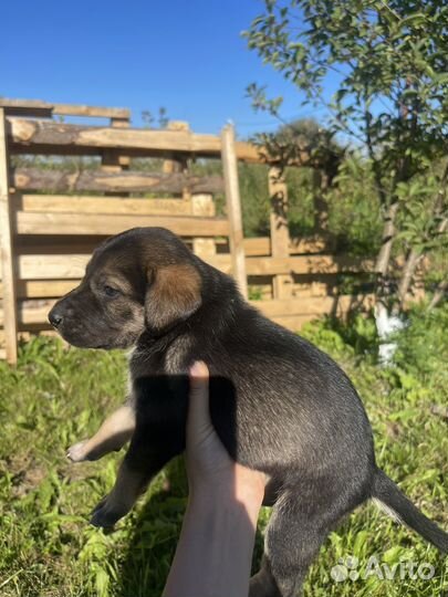 Щенки курцхаара