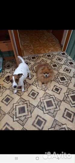 Метис Джек рассел терьера и шпица