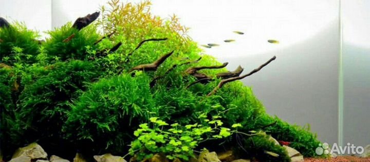 Аквариум оформление под ключ