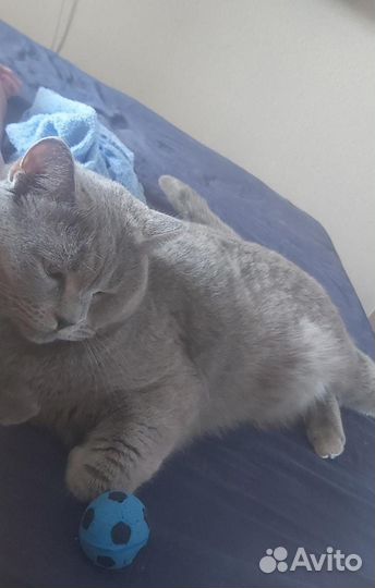 Кот британский