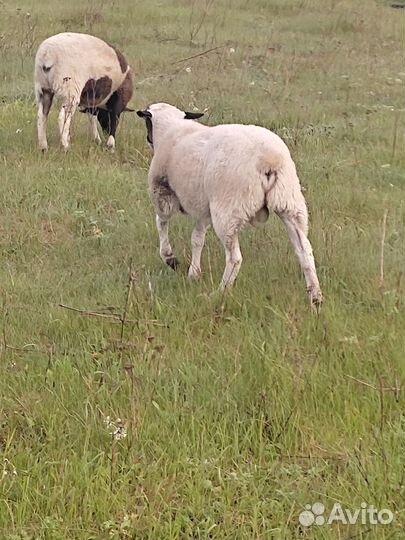 Овцы бараны