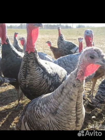 Индюки индюшата