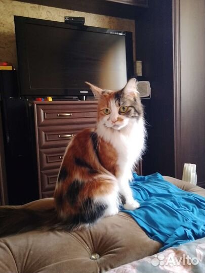 Отдам мейн-кун