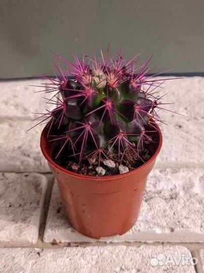 Эхинокактус (цветной)