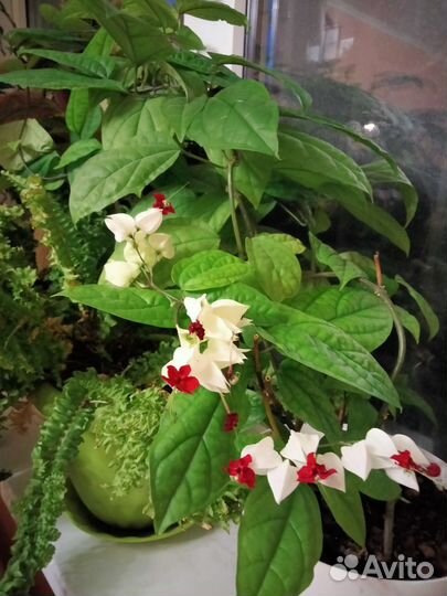 Клеродендрум Томсон