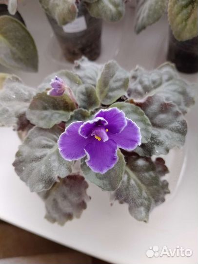 Сортовые фиалки цветущие