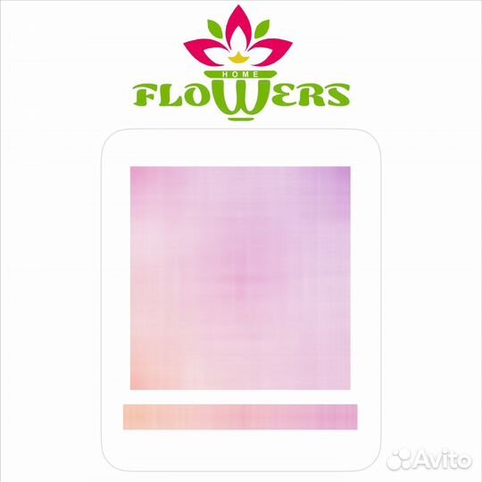 Филодендрон Ксанаду