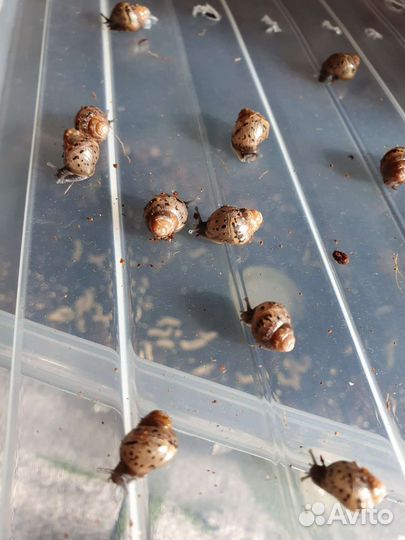 Улитка ахатина