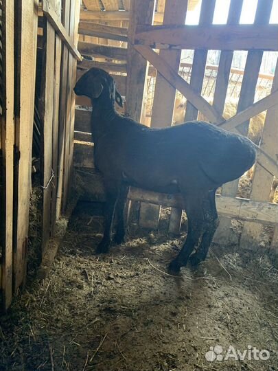 Бараны элита