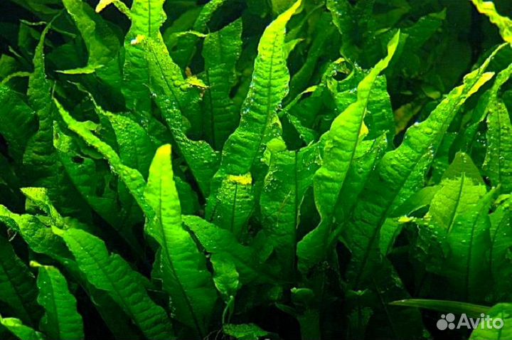 Папоротник таиландский (Microsorum pteropus)