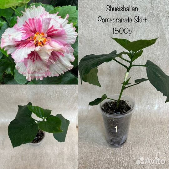 Гибискусы сортовые