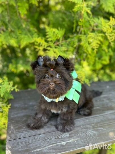 Шоколадный Йорк девочка