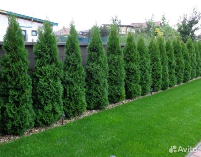 Туя смарагд 80+